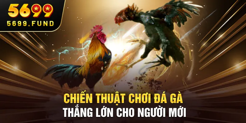 Chiến thuật chơi đá gà thắng lớn cho người mới